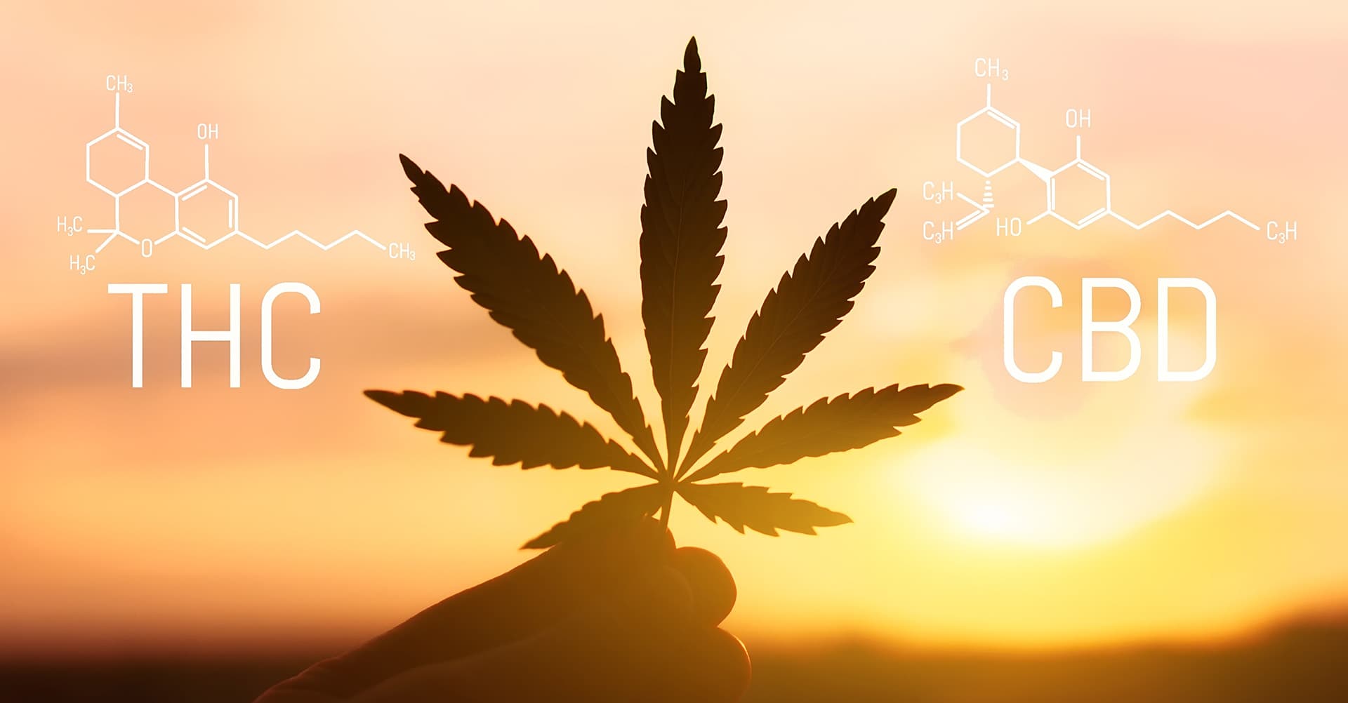 Cannabissorten Übersicht