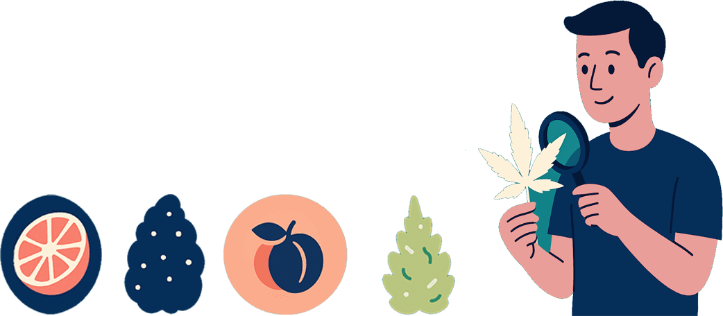 Cannabissorten Illustration