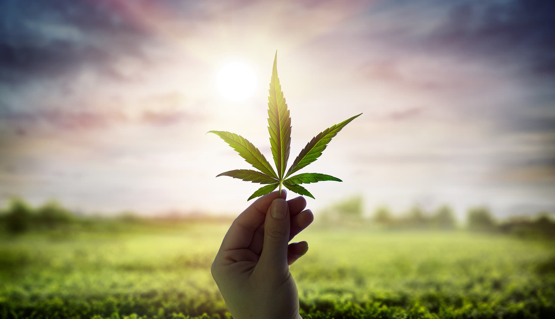 Cannapoli Hero Background: Medizinisches Cannabis auf Rezept