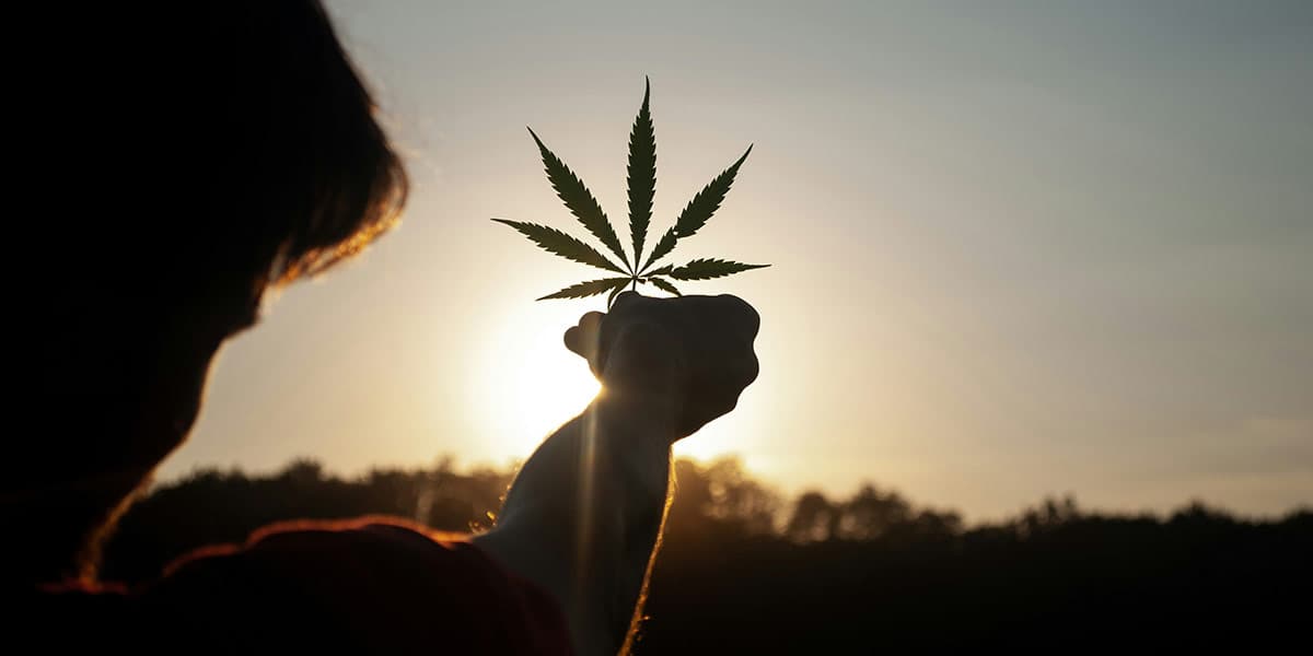Mann hält Cannabisblatt in die Sonne.