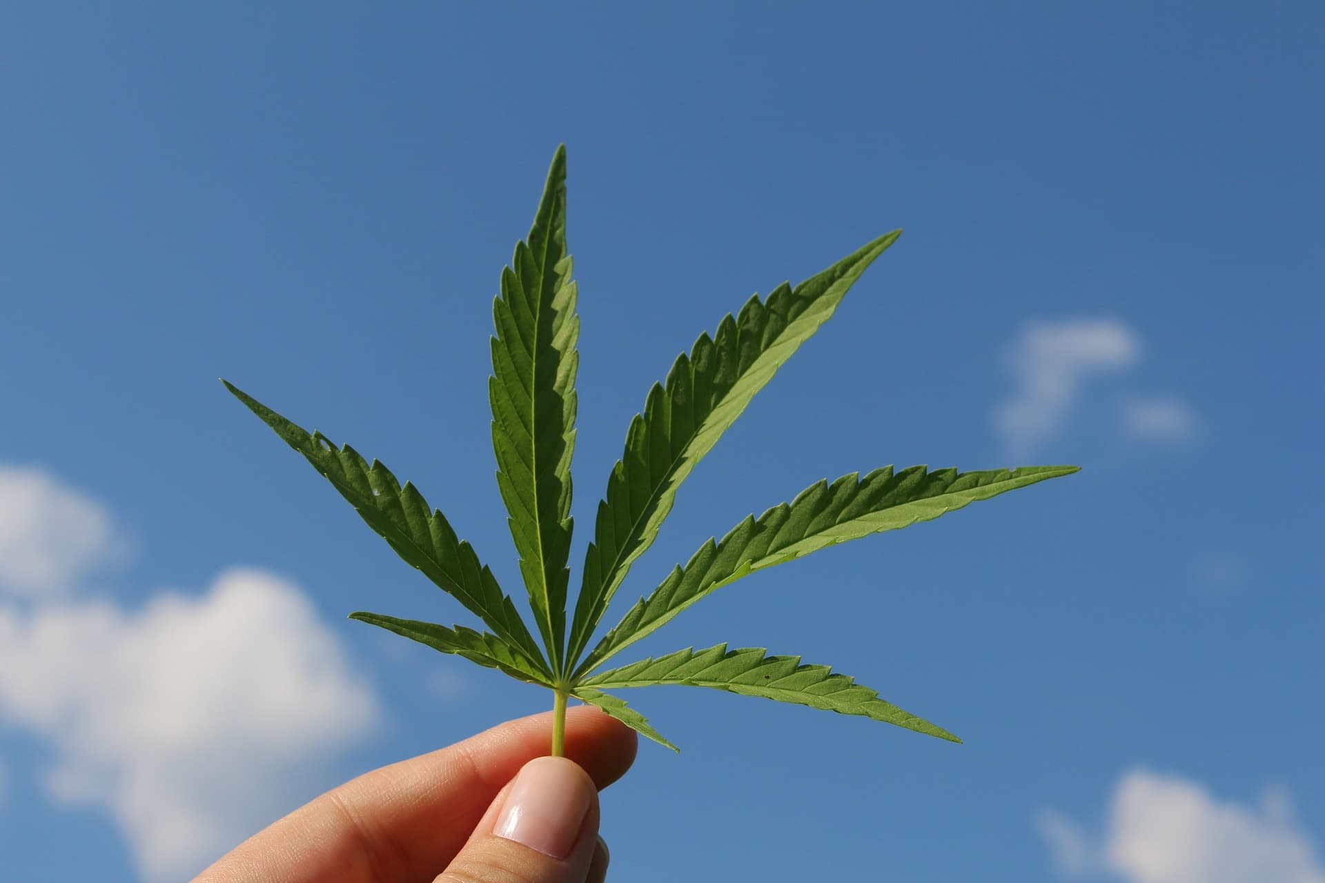 Hand hält Cannabisblatt in den Himmel.