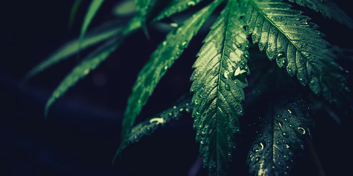 Symbolbild mit feuchtem Cannabisblatt