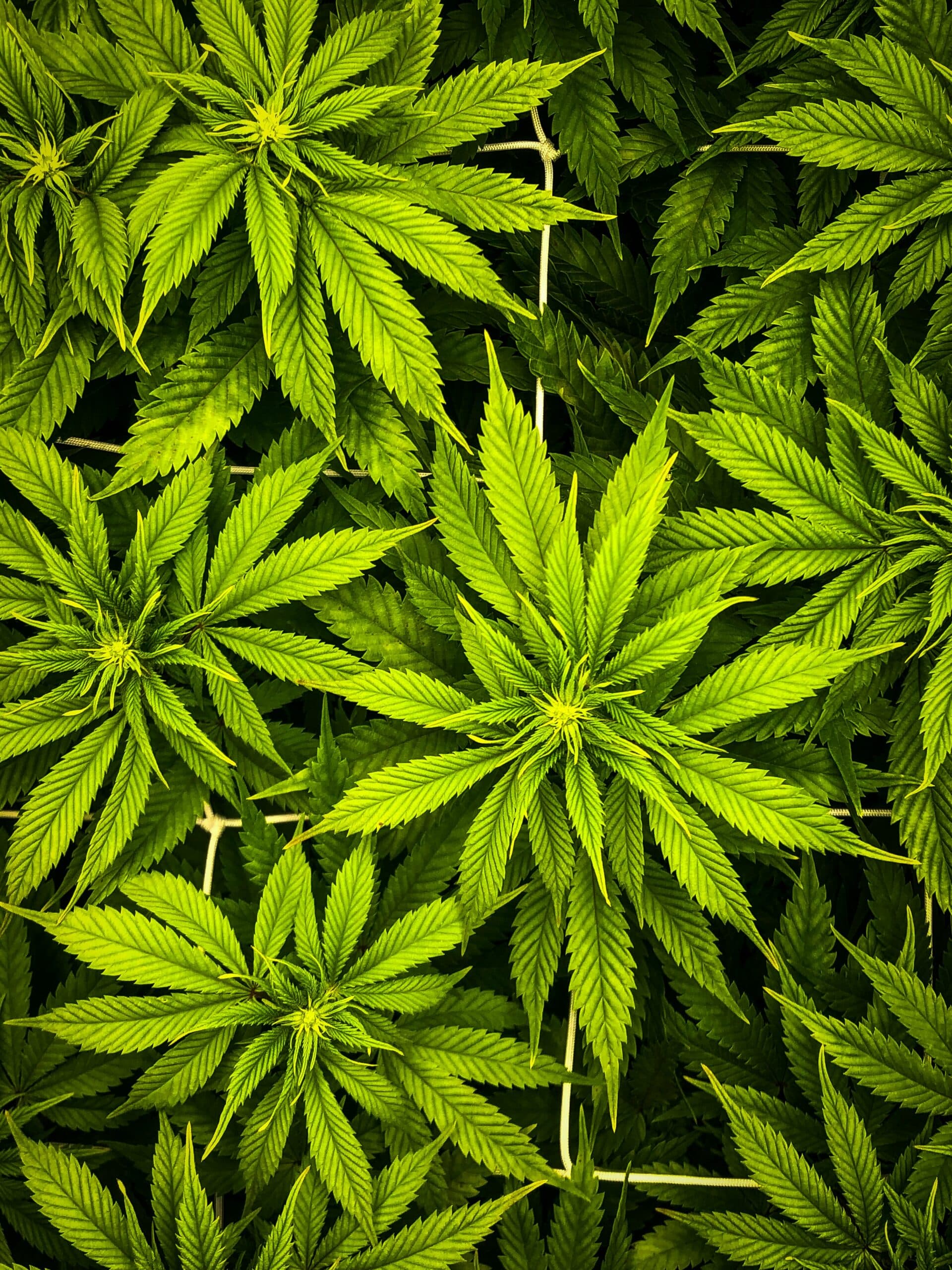 Mehrere typische Cannabispflanzen von oben