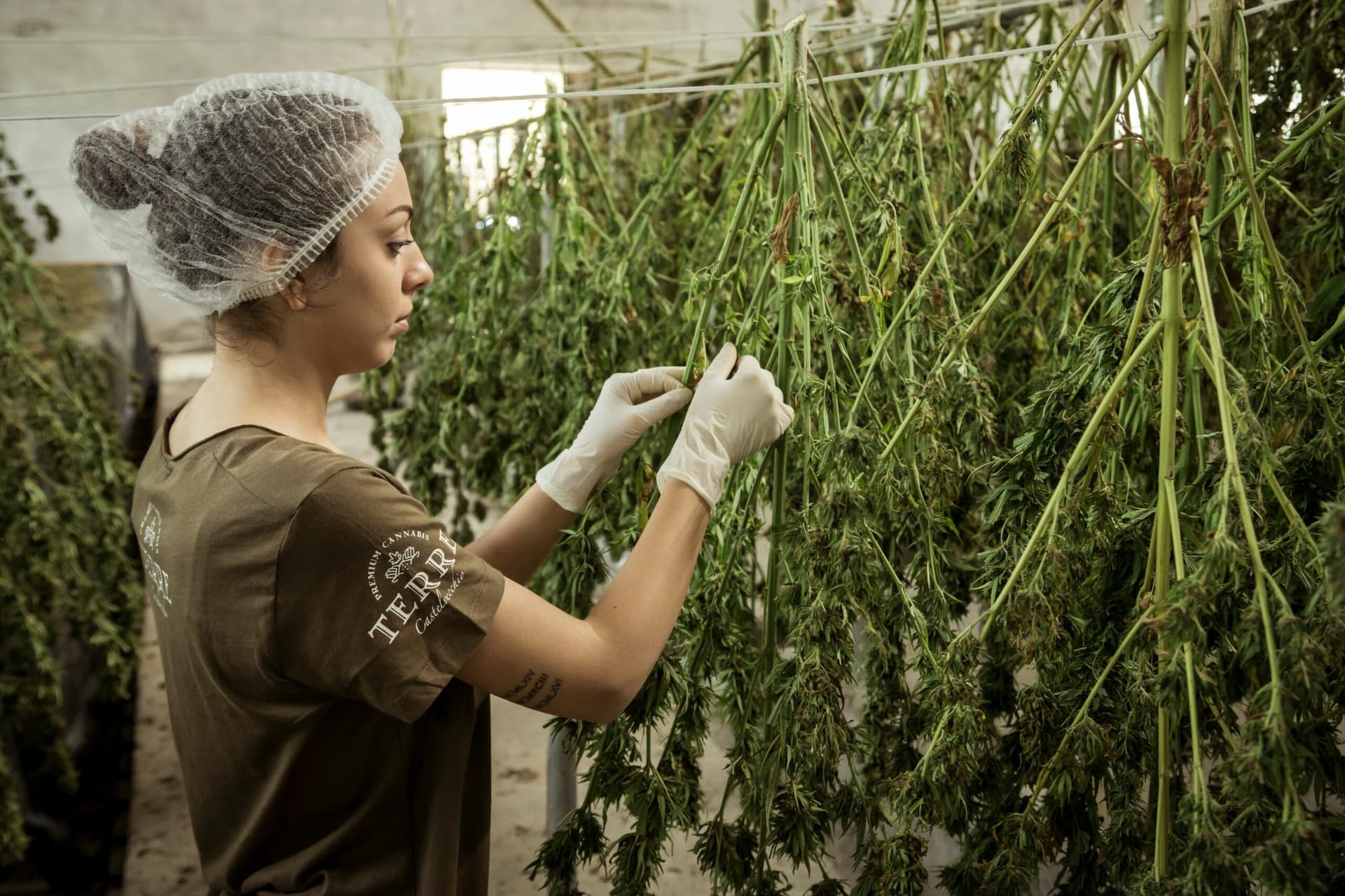 Frau mit medizinischem Haarnetz prüft in der Cannabiszucht-Halle die Qualität der Pflanze