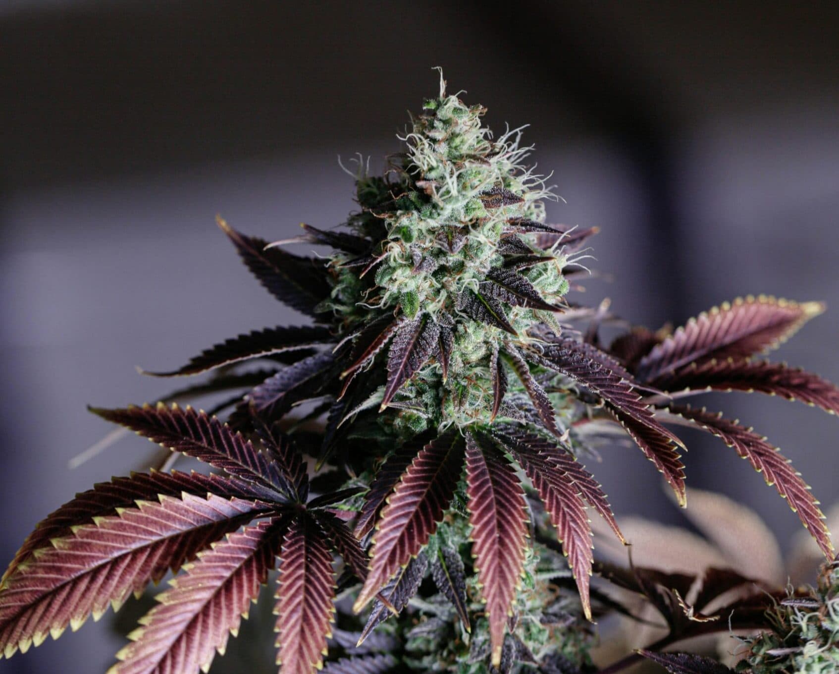 Girl Scout Cookies: mit süßem Charme