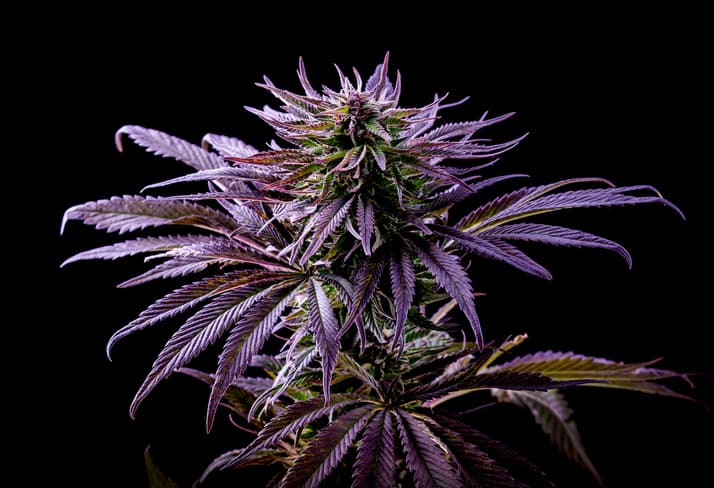 Blue Z: Fruchtexplosion mit Kultstatus