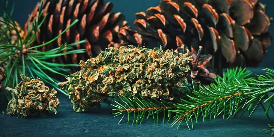 Cannabis Pinen umgeben von Tannenzapfen