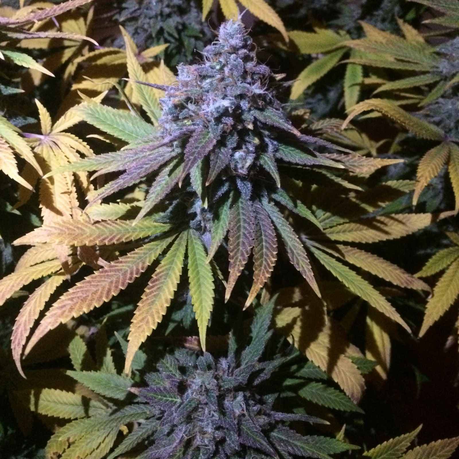 Granddaddy Purple: die schöne Süße