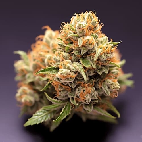 Mango Kush – tropische Entspannung