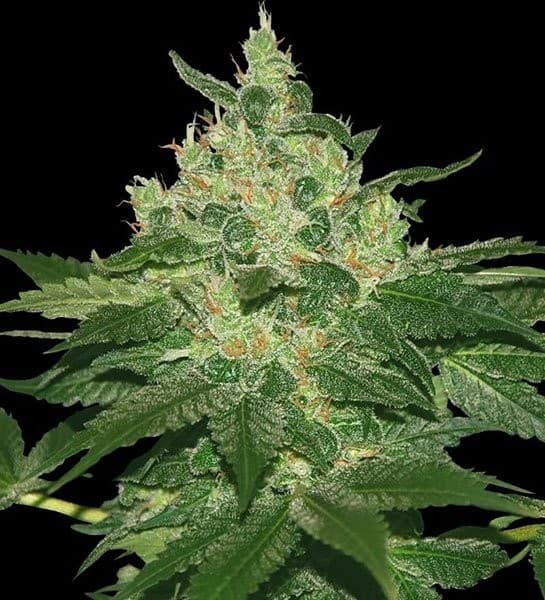 Afghan Kush: erdig-intensive Urgewalt