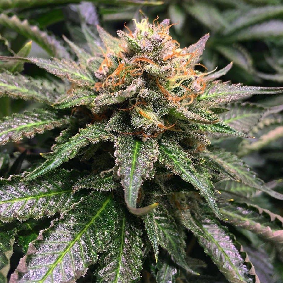 Amnesia Lemon – das High Times Wonder