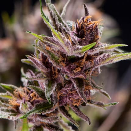 Black Cherry Punch: die süße Explosion