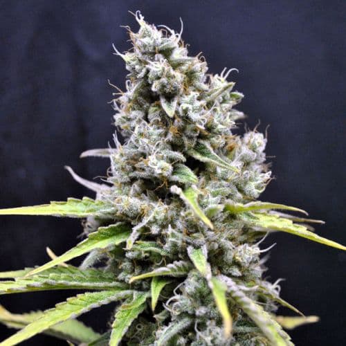 CBD Skunk Haze – süß trifft herb