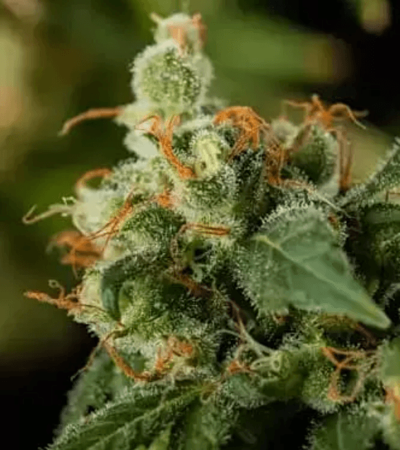 Green Crack: das Mango-Papaya-Abenteuer