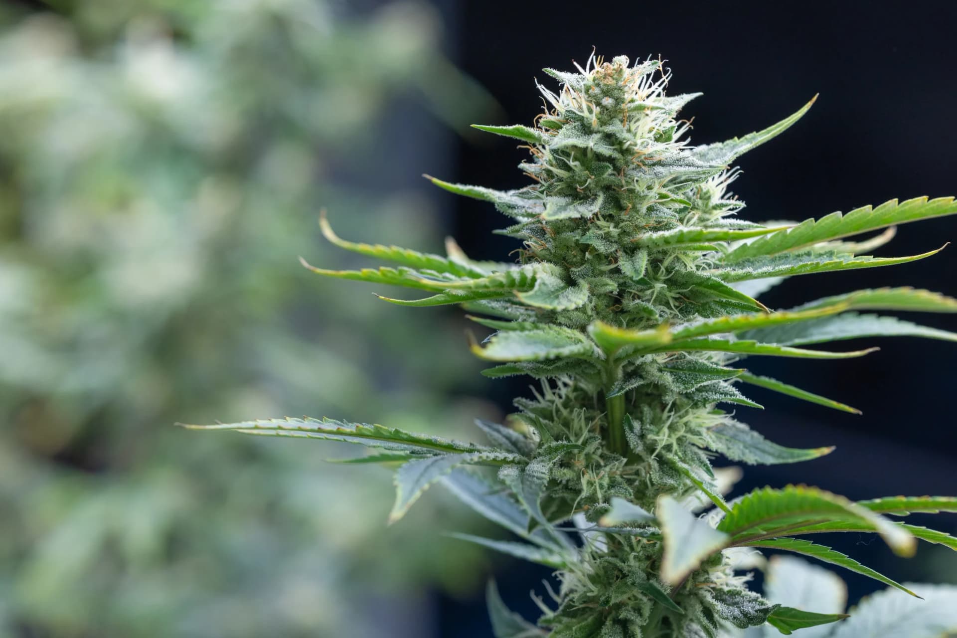 Amnesia Haze Cake: die cremig-süße Sorte