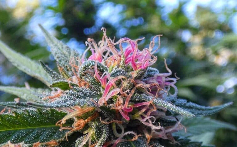 Pink Kush – Die rosa Versuchung
