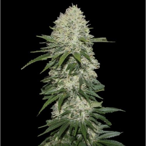 Sensi Star: Entspannung für Körper und Geist