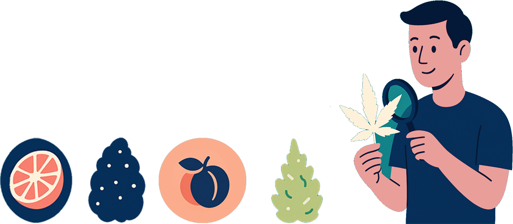 Cannabissorten Illustration